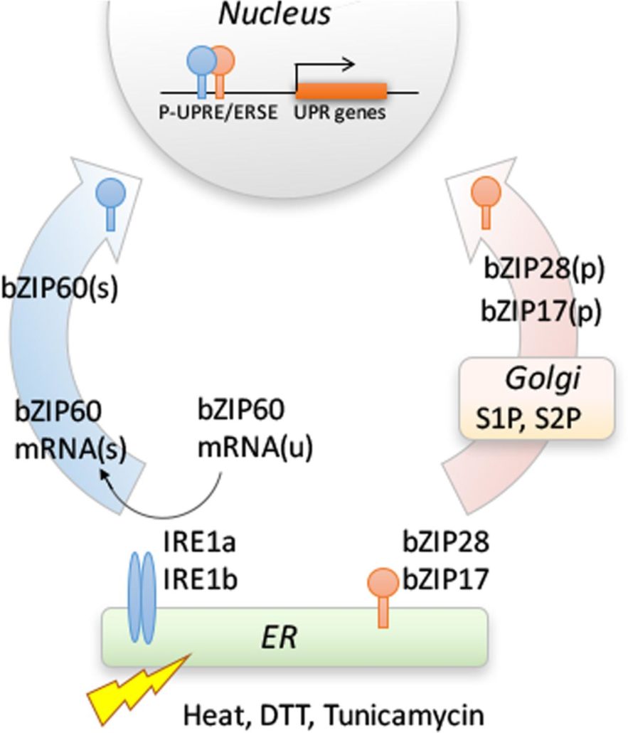 The Unfolded Protein Response From Stress Pathway To Homeostatic