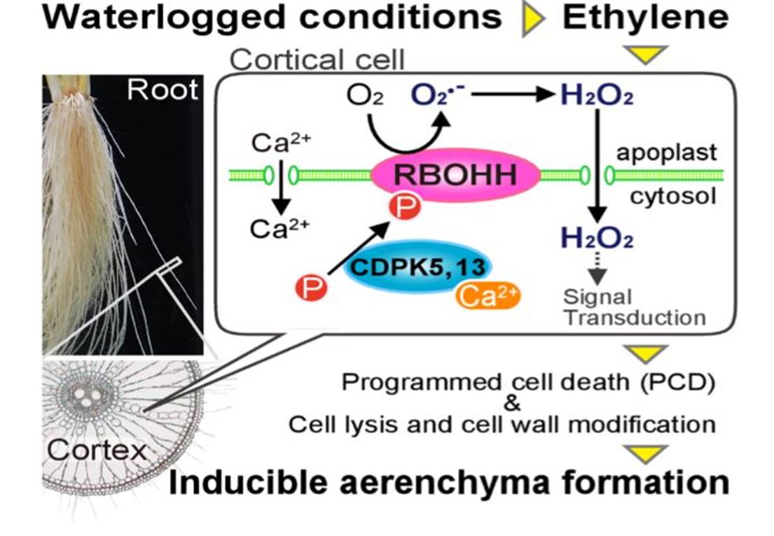 Better understanding how plant roots breathe under water () Plantae