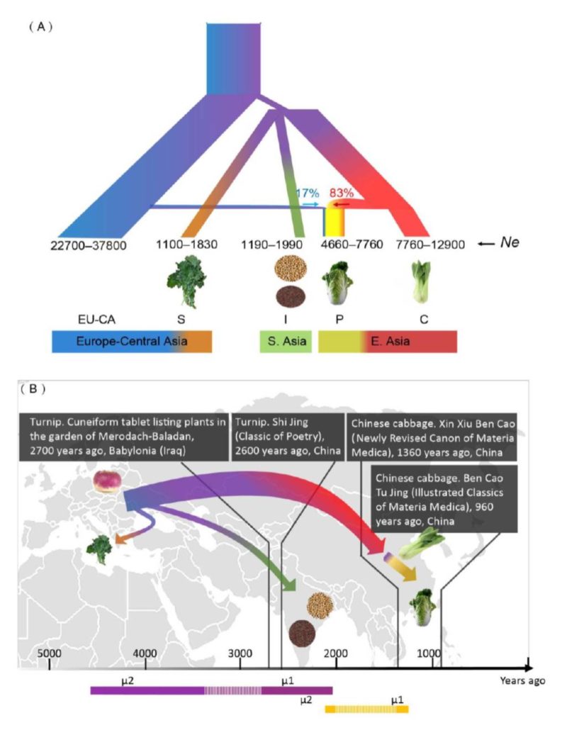 Plantae Genomic inferences of domestication events are corroborated