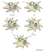 Opinion: Ménage-à-trois hypothesis of plastid endosymbiosis ($) | Plantae