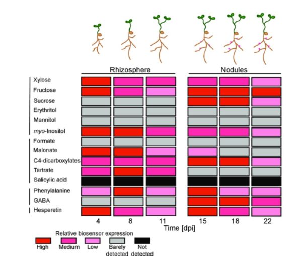 Plantae | Bacterial biosensors for in vivo spatiotemporal mapping of ...