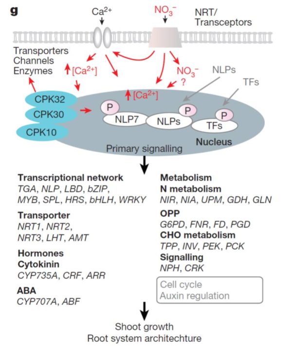 Discovery of nitrateCPKNLP signalling in central nutrientgrowth networks () Plantae