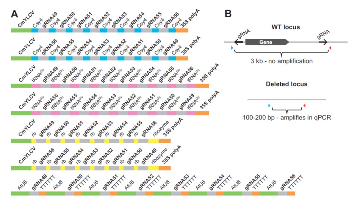 A multi-purpose toolkit to enable advanced genome engineering in plants ...