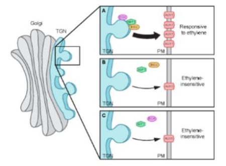 Division of labor during apical hook formation | Plantae