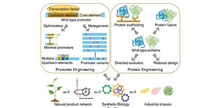 Plantae | Review: Synthetic biology approaches for the production of