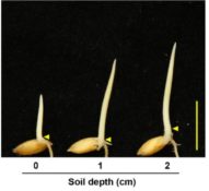 Plantae | Ethylene-inhibited jasmonic acid biosynthesis promotes ...