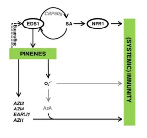 volatiles propagate signals discovered secrets pine defense within trees plants forest between plantae