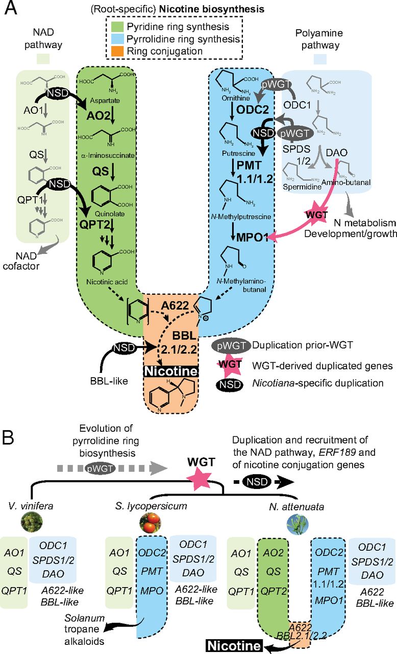 Wild Tobacco Genomes Reveal The Evolution Of Nicotine Biosynthesis ...