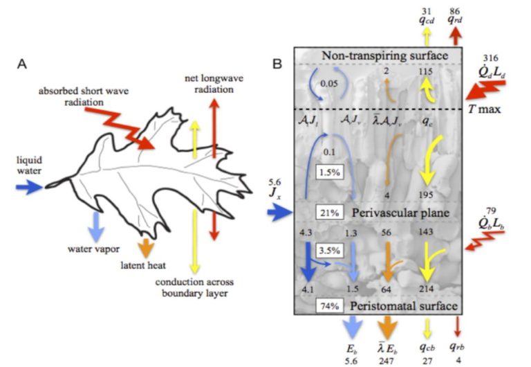Update Leaf hydraulic architecture and stomatal conductance a