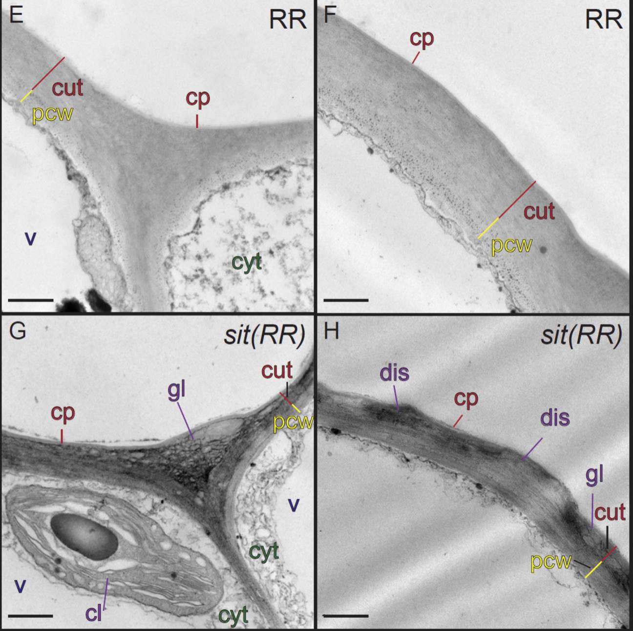 ABA is Required for Cuticle Formation Independent of Water Stress Plantae