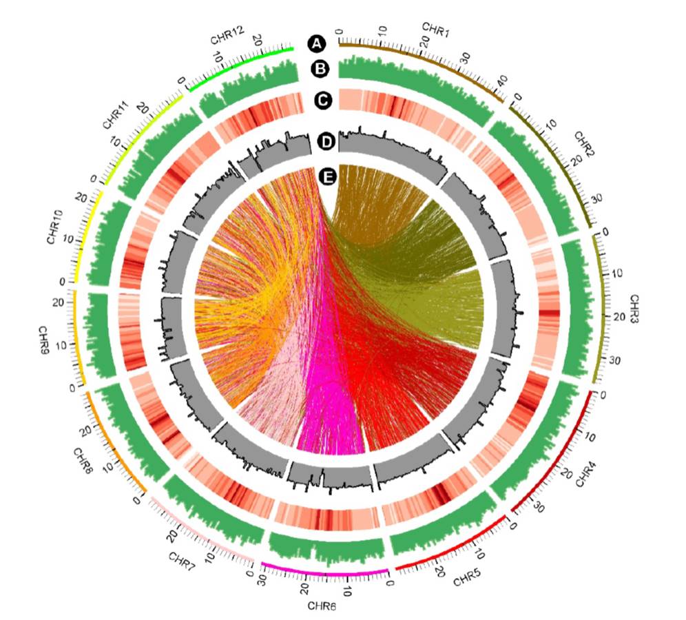 Technology Turbocharges Functional Genomics | Plantae