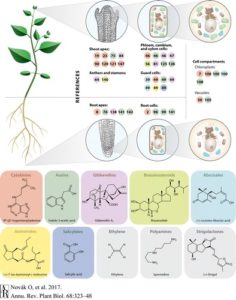 Plantae Review Zooming In On Plant Hormone Analysis Tissue And Cell Specific Approaches Plantae