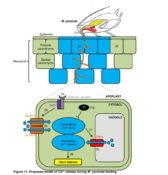 Rapid cytosolic calcium elevations in Arabidopsis during aphid feeding ...