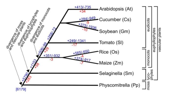 Plantae | Is All Root Hair Development the Same? | Plantae