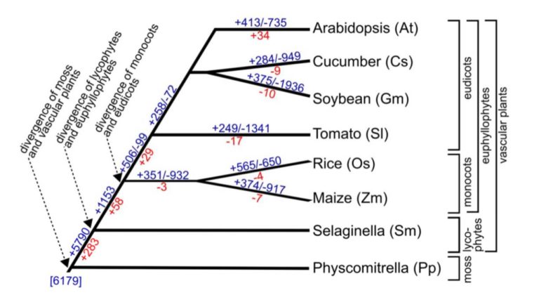 Is All Root Hair Development The Same Plantae   Roothair 768x430 