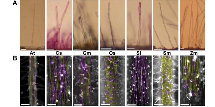 Plantae | Is All Root Hair Development the Same? | Plantae