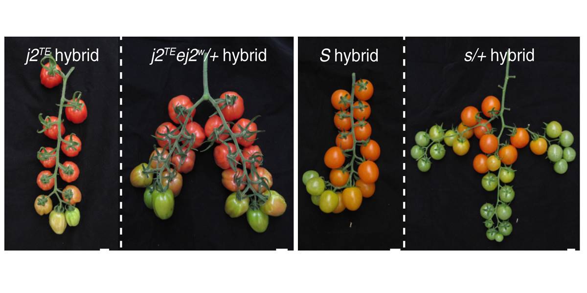 Bypassing negative epistasis on yield in tomato imposed by a