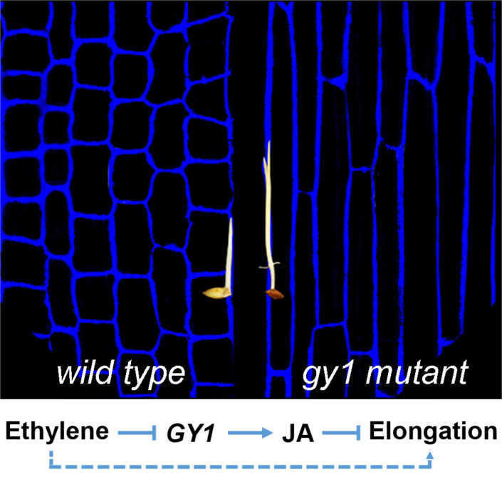 Plantae | How Rice Seedlings Emerge from Soil | Plantae