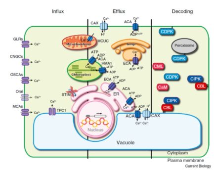 Review: The Evolution Of Calcium-based Signalling In Plants 