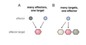 Plantae | Review: Lessons in effector and NLR biology of plant