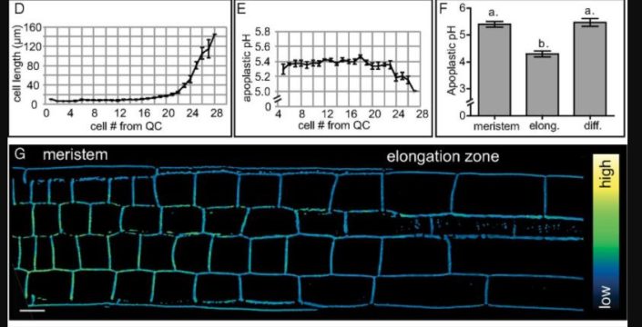 Auxin steers root cell expansion via apoplastic pH regulation in ...