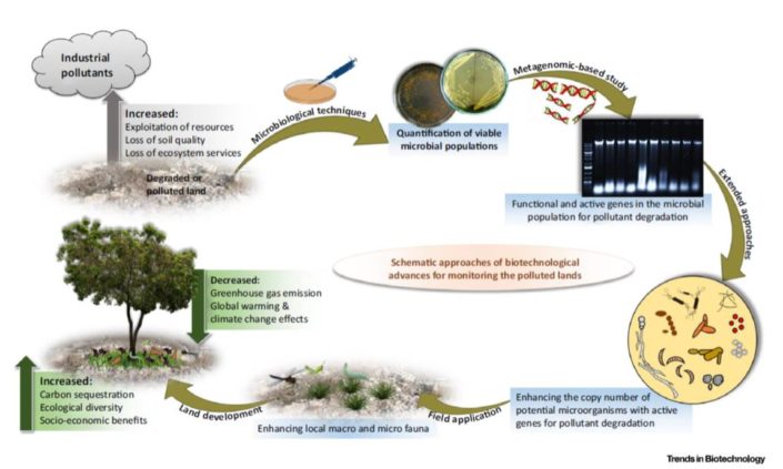 Review Biotechnological Advances For Restoring Degraded Land For review-biotechnological-advances-for-restoring-degraded-land-for