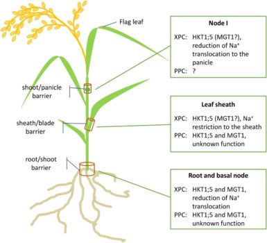 Commentary: Salt Tolerance in Crops: Not Only a Matter of Gene ...