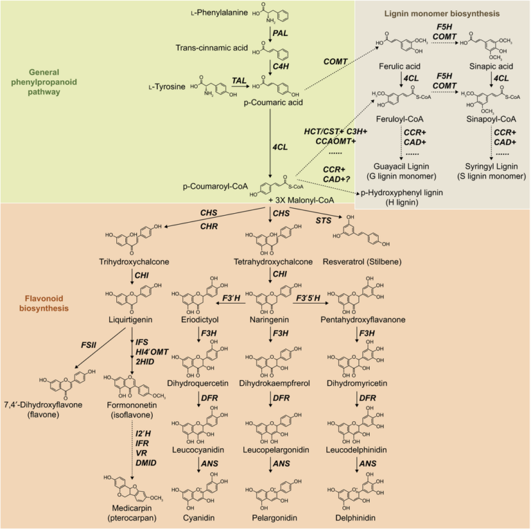 Medicine is not health care, food is health care: Plant metabolic ...