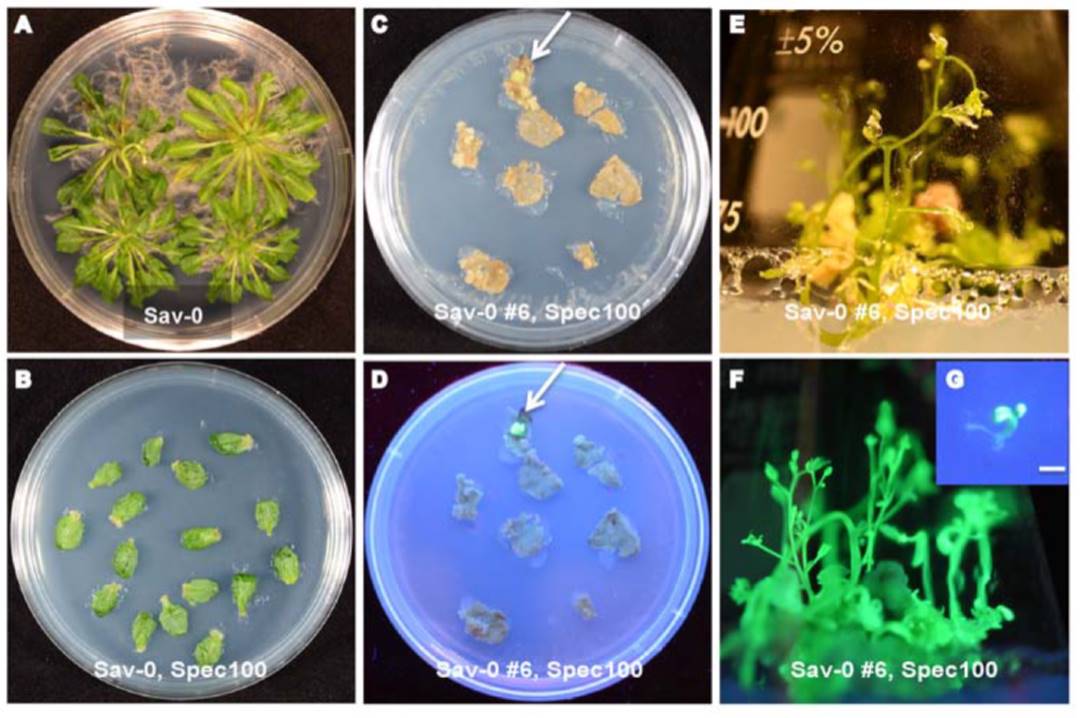 Efficient Plastid Transformation in Arabidopsis | Plantae