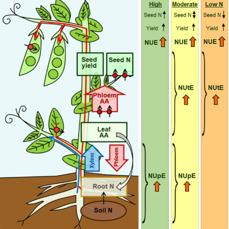 Transporter Function and N Use Efficiency Plantae