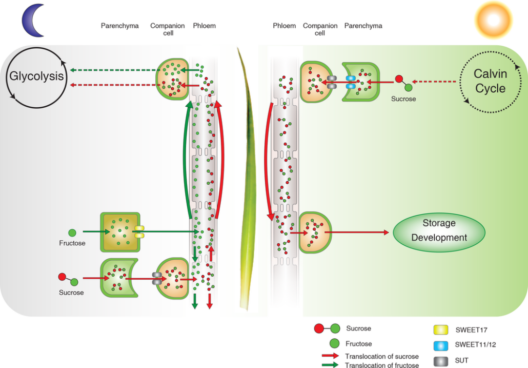 Plantae Temporal and spatial transcriptomic and miRNA dynamics of CAM