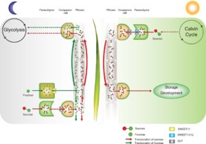 cam photosynthesis