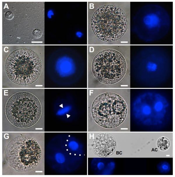 Plantae Zygotic genome activation occurs shortly after fertilization