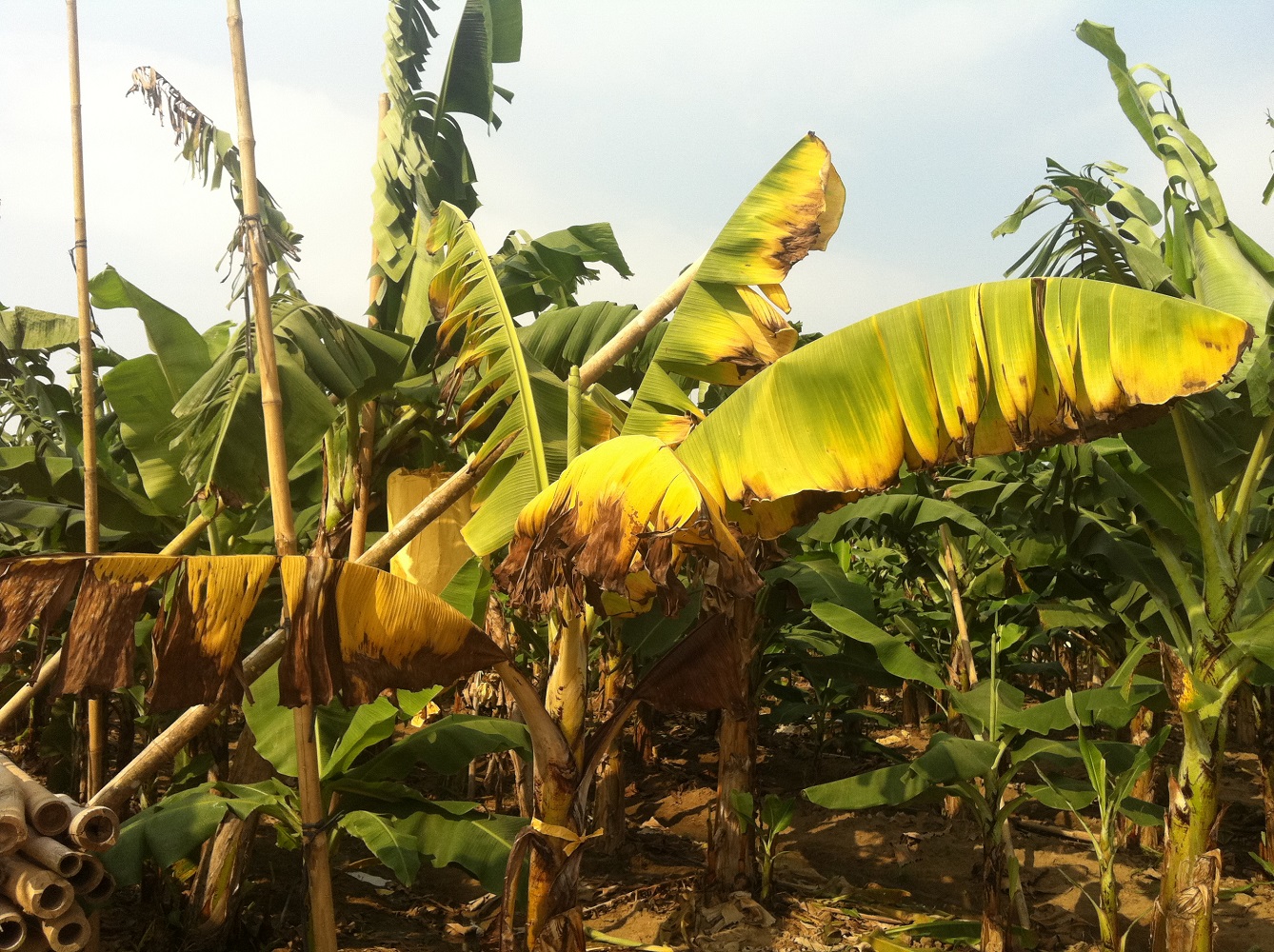 Fighting Fusarium wilt to beat the bananapocalypse Plantae