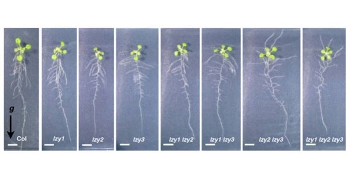 What We’re Reading August 11 Plantae