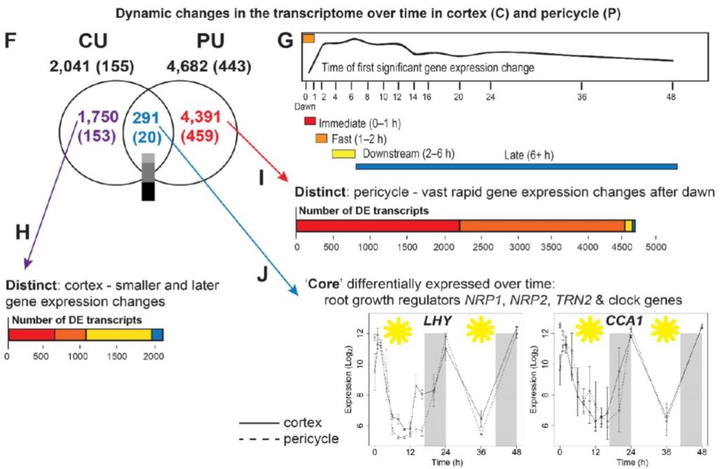 plantae-4d-root-gene-expression-plantae