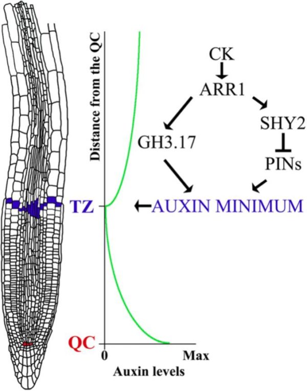 Auxin minimum triggers developmental switch in the Arabidopsis root ...