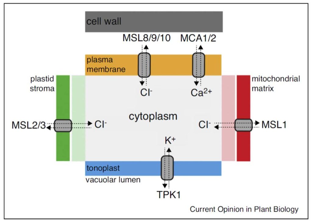 Review: Mechanosensitive Ion Channels ($) | Plantae