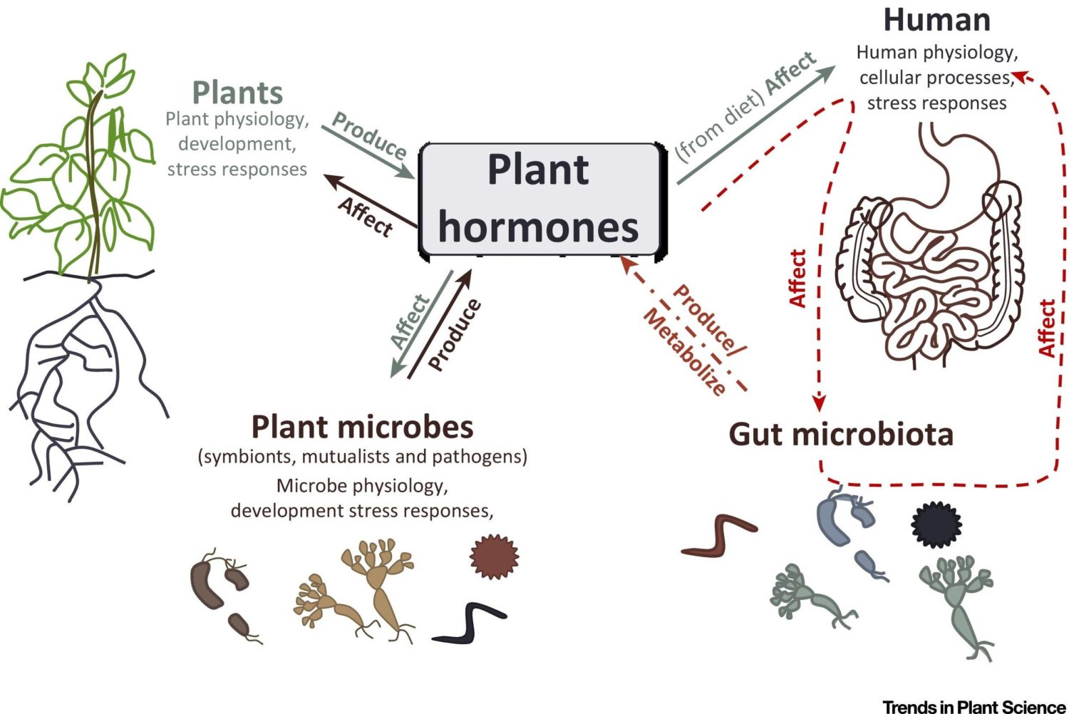 Plant в прошедшем. Plant Hormones. Фитогормоны растений. Фитогормоны растений изображения. Фитогормон рост и развитие растений.