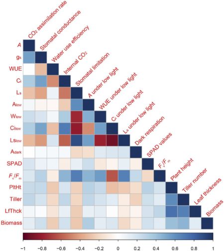 Plantae | Natural variation of photosynthetic traits for enhanced yield ...