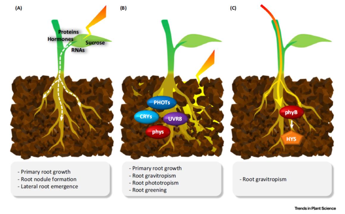 Review Multiple routes of light signaling during root