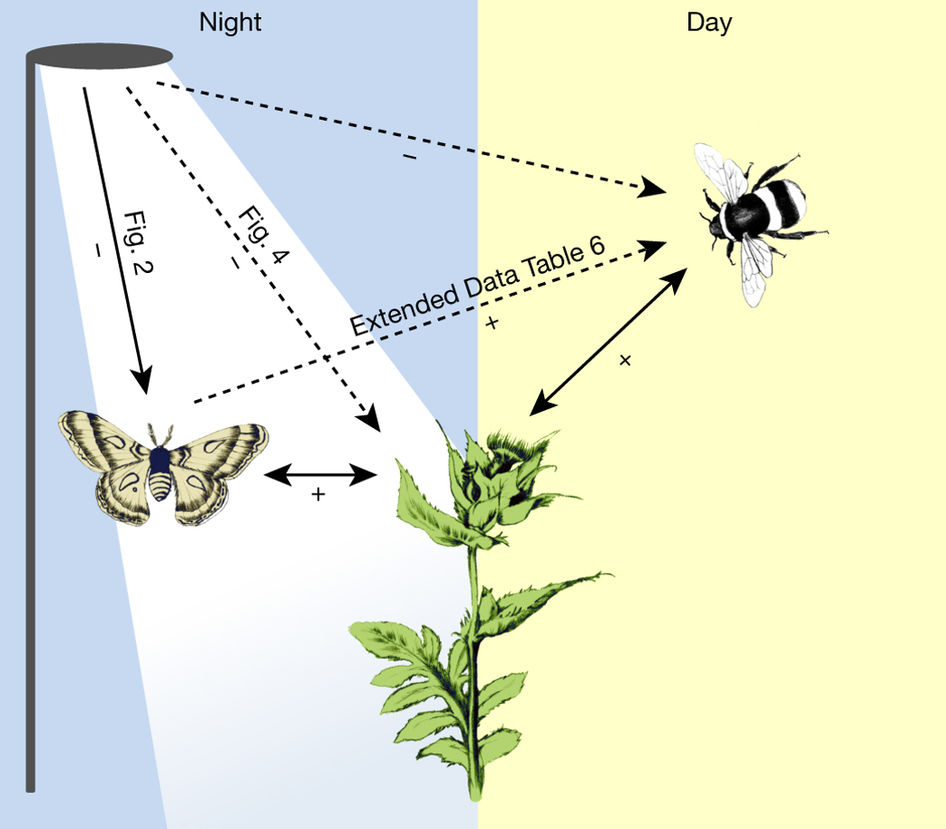 Artificial Light At Night As A New Threat To Pollination ($) | Plantae