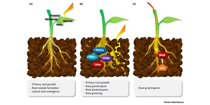 Plantae | Review: Multiple routes of light signaling during root ...