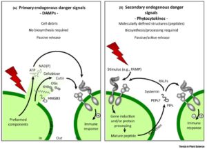 Plantae | Review: Sensing danger – key to activating plant immunity |  Plantae