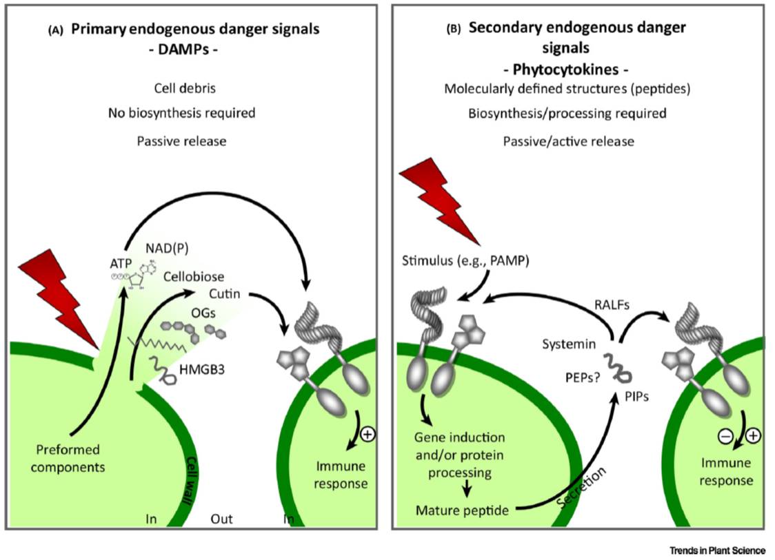 Review Sensing danger key to activating plant immunity Plantae