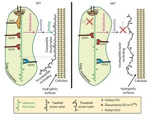 Plantae An Even Pattern Of Xylan Substitution Is Critical For Interaction With Cellulose In Plant Cell Walls Plantae