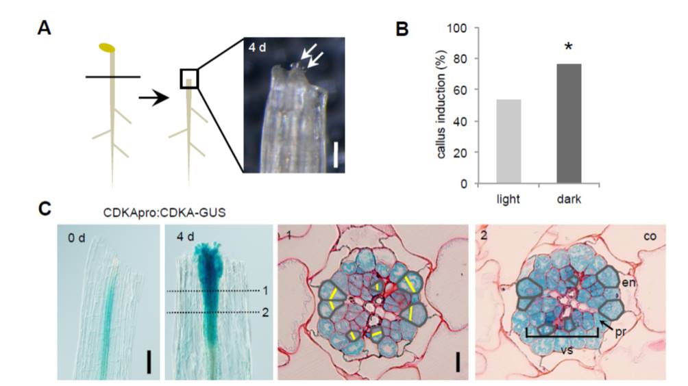 Wounding triggers callus formation via dynamic hormonal and