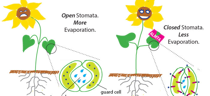 stomata diagram for kids