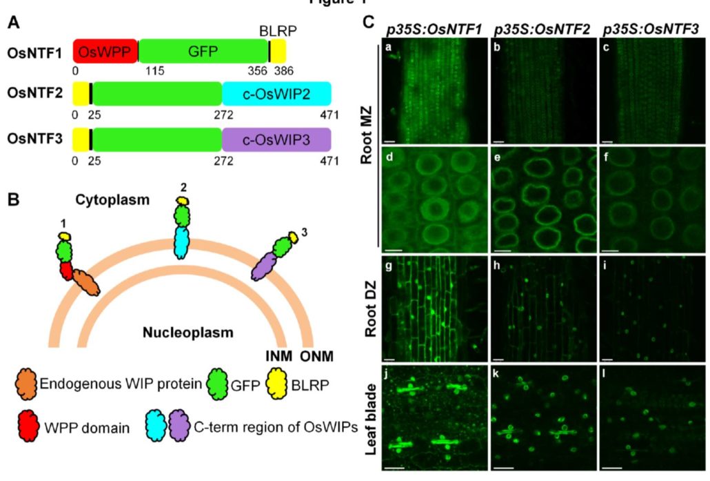 Nuclear transcriptomes at high resolution using retooled INTACT | Plantae