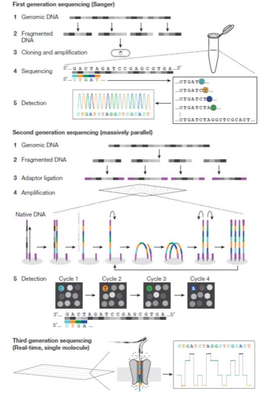 Review: DNA sequencing at 40: past, present and future ($) | Plantae